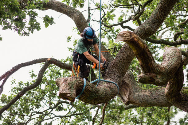 Best Tree Maintenance Programs  in USA